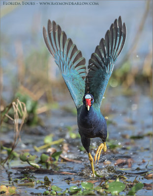 Purple Gallinule Lift Off 