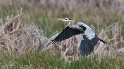 Great Blue Heron in Flight 