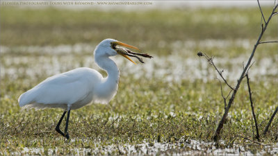  Great Egret with a Free Lunch