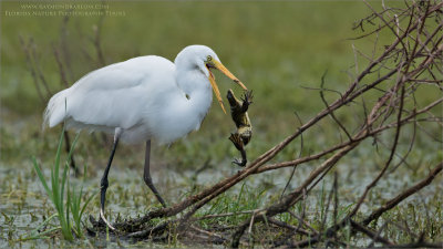 Great egret and Lunch  