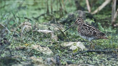 Wilson snipe in Superb Environment