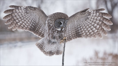 Great Grey Owl - Eyes Wide Shut 