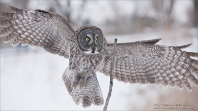 Great Grey Owl coming in for a Landing 
