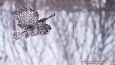 Great Grey Owl Hunting for Natural Prey 