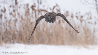 Incoming Great Grey Owl 