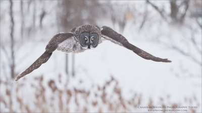 Great Grey Owl Hunting Naturally 