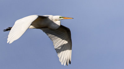 White Heron.jpg