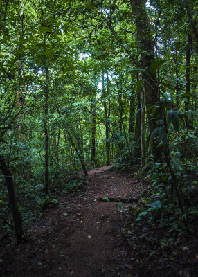 Costa Rica 2013 - Rain Forest Hicking