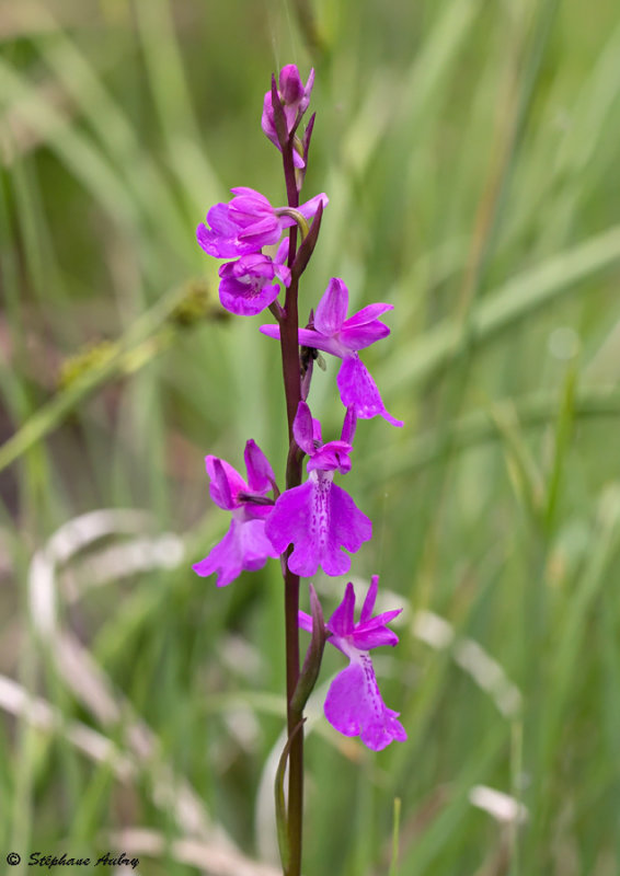 Anacamptis palustris