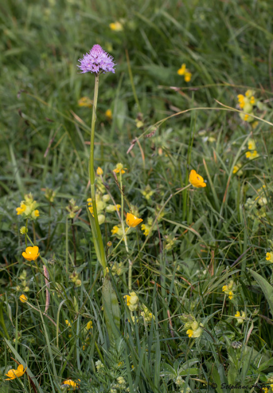 Traunsteinera globosa