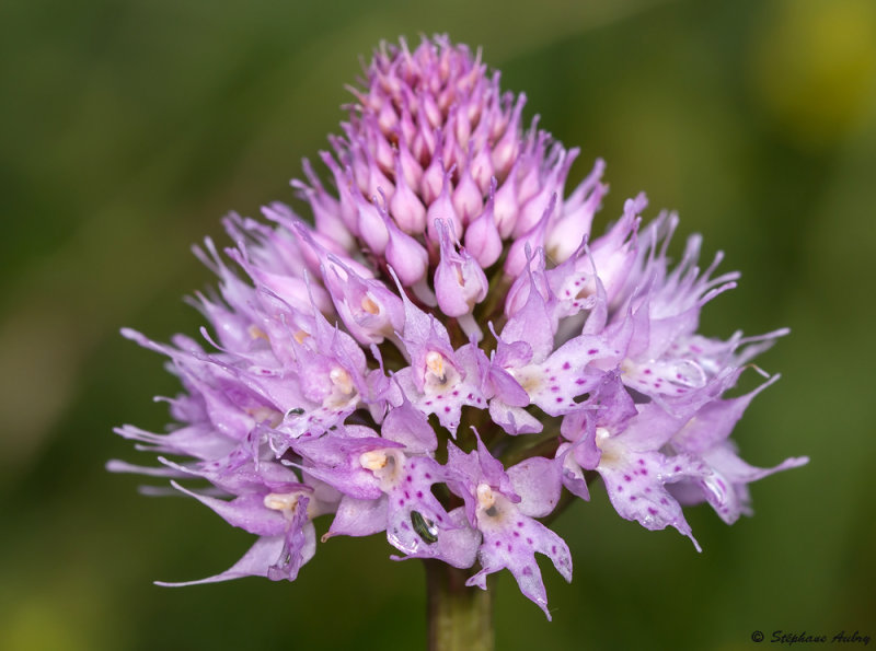 Traunsteinera globosa