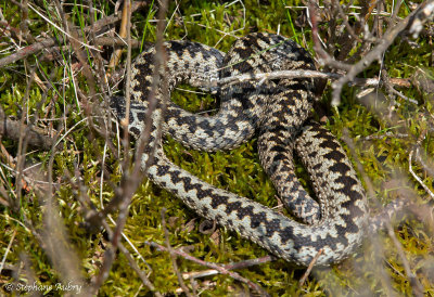 Vipre pliade, Vipera berus berus