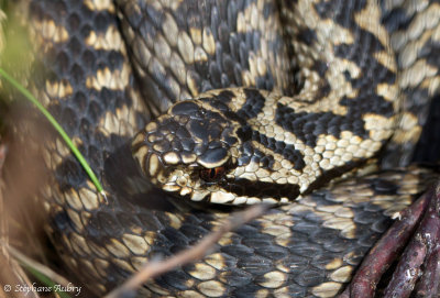 Vipre pliade, Vipera berus berus