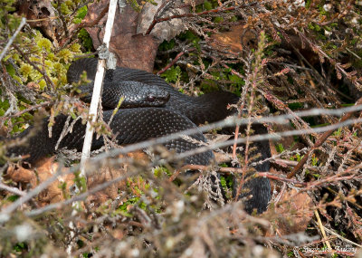 Vipre pliade, Vipera berus berus