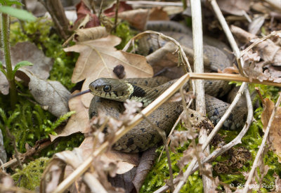 Couleuvre  collier, Natrix helvetica