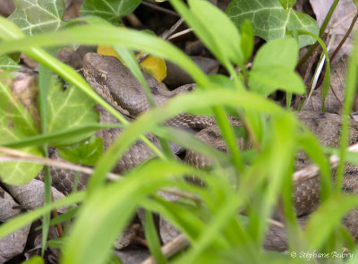Vipère aspic, Vipera aspis aspis