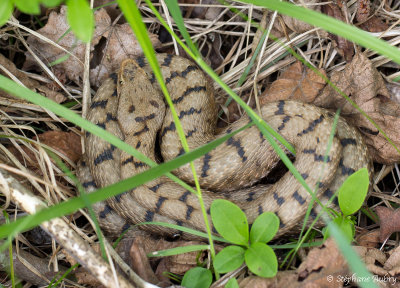 Vipère aspic, Vipera aspis aspis