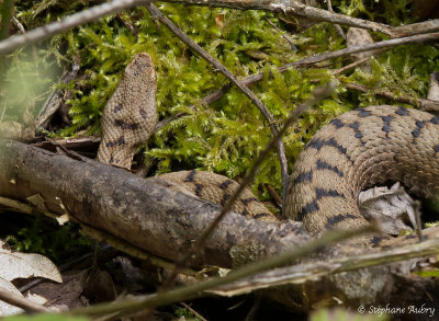 Vipre aspic, Vipera aspis aspis