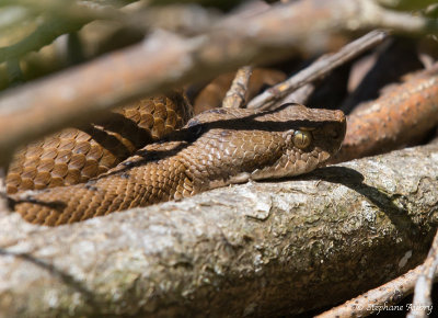 Vipre aspic, Vipera aspis aspis