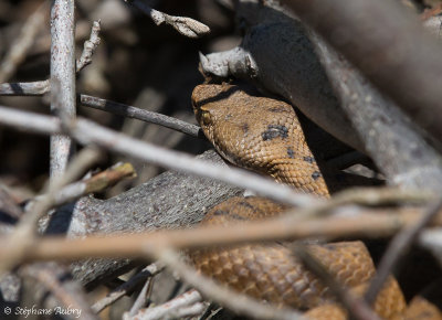 Vipre aspic, Vipera aspis aspis