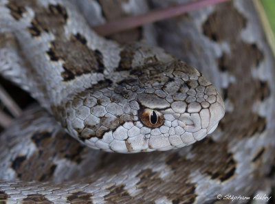 Vipre dOrsini, Vipera ursinii ursinii