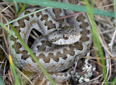 Vipre d'Orsini, Vipera ursinii ursinii