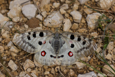 Apollon, Parnassius apollo