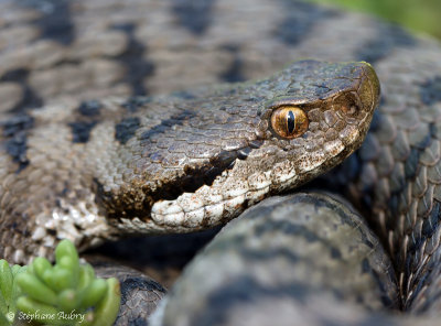 Vipre aspic, Vipera aspis atra