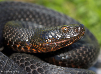 Vipre aspic, Vipera aspis atra