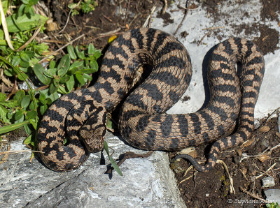 Vipre aspic, Vipera aspis atra