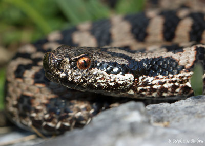 Vipre aspic, Vipera aspis atra