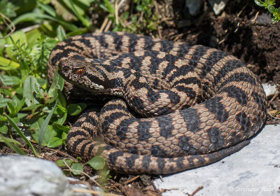 Vipre aspic, Vipera aspis atra