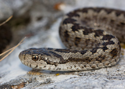 Vipre d'Orsini, Vipera ursinii ursinii