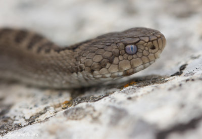 Vipre d'Orsini, Vipera ursinii ursinii