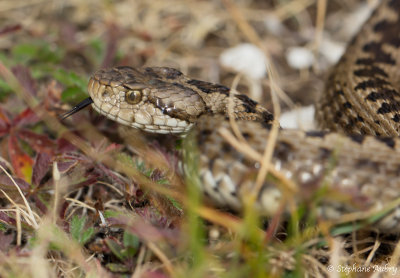 Vipre d'Orsini, Vipera ursinii ursinii