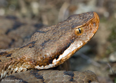 Vipre aspic de Redi, Vipera aspis francisciredi