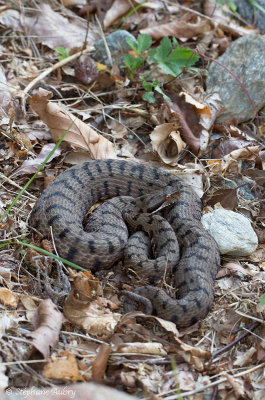 Vipre aspic de Redi, Vipera aspis francisciredi