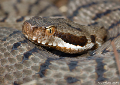 Vipre aspic de Redi, Vipera aspis francisciredi