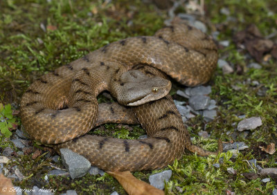 Vipre aspic, Vipera aspis aspis