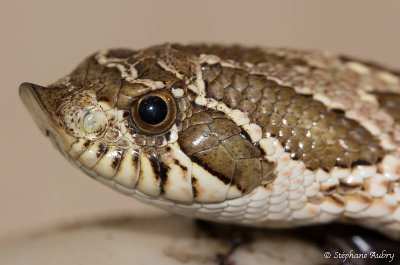 Heterodon nasicus