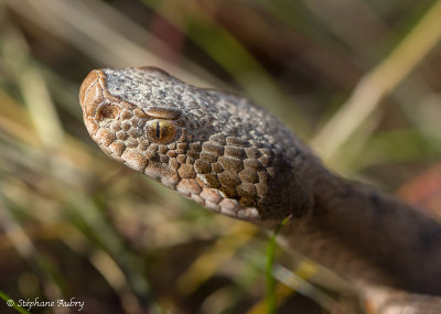 Vipre aspic, Vipera aspis aspis