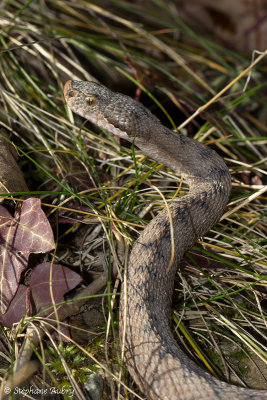 Vipre aspic, Vipera aspis aspis