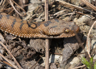 Vipère aspic, Vipera aspis aspis