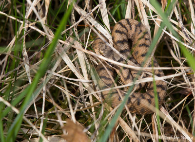 Vipre aspic, Vipera aspis aspis