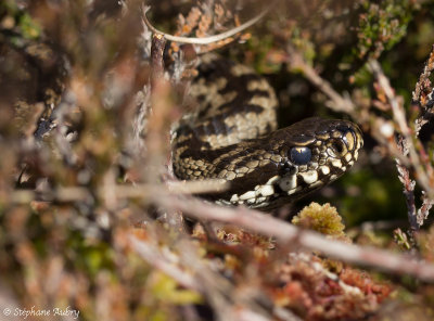 Vipre pliade, Vipera berus berus