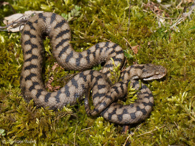 Vipère aspic, Vipera aspis atra