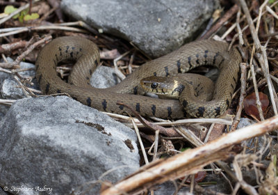 Couleuvre  collier, Natrix helvetica