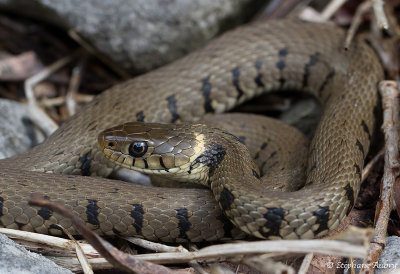 Couleuvre  collier, Natrix helvetica