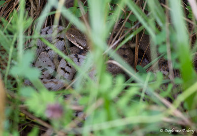 Vipre aspic, Vipera aspis aspis