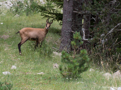 Chamois, Rupicapra rupicapra